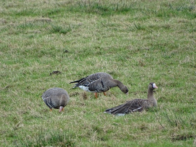 引发了广大 引发了广大